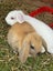 Mini Lop Rabbit Carousel 7
