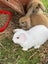 Mini Lop Rabbit Carousel 8