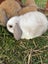 Mini Lop Rabbit Carousel 9