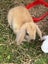Mini Lop Rabbit Carousel 10