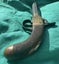 Antique 19th century Percussion muff pistol Carousel 7