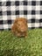 Baby Guinea pigs Carousel 10