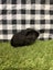 Baby Guinea pigs Carousel 5
