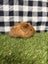 Baby Guinea pigs Carousel 14