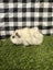 Baby Guinea pigs Carousel 8