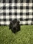 Baby Guinea pigs Carousel 4