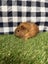 Baby Guinea pigs Carousel 13