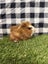 Baby Guinea pigs Carousel 16