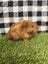 Baby Guinea pigs Carousel 11