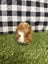 Baby Guinea pigs Carousel 15