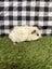 Baby Guinea pigs Carousel 9