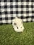 Baby Guinea pigs Carousel 7