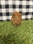 Baby Guinea pigs Carousel 12