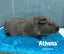 Guinea Pigs Carousel 7