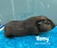 Guinea Pigs Carousel 8