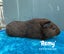 Guinea Pigs Carousel 9