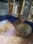 Rabbits & Guinea Pigs Carousel 1