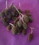 **mini pinecones for crafting** Carousel 1