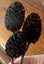**mini pinecones for crafting** Carousel 2