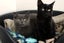 Cats Protection Canterbury - Sorrel and Smokey Carousel 1