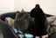 Cats Protection Canterbury - Sorrel and Smokey Carousel 2