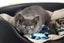 Cats Protection Canterbury - Sorrel and Smokey Carousel 3