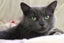Cats Protection Canterbury - Sorrel and Smokey Carousel 4
