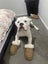 Meet Winston – A Loving American Bulldog Looking for His Forever Home Carousel 2