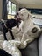 Meet Winston – A Loving American Bulldog Looking for His Forever Home Carousel 3