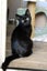 Cats Protection Canterbury - Sorrel and Smokey Carousel 6