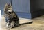 Cats Protection Canterbury - Zozo Carousel 1