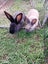 *Flemish Giant Pair* Carousel 4
