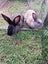 *Flemish Giant Pair* Carousel 5