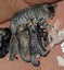 Lovely Cuddly Kittens, Tabby colours Carousel 6