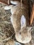 Flemish Giant Rabbit Carousel 3