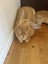 Flemish Giant Rabbit Carousel 4