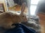 Flemish Giant Rabbit Carousel 5