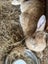 Flemish Giant Rabbit Carousel 7