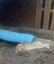 Flemish Giant Rabbit Carousel 6