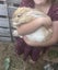Flemish Giant Rabbit Carousel 1