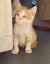 Edmund and Isaac. Dynamic duo Rescue Kittens Carousel 3