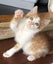 Edmund and Isaac. Dynamic duo Rescue Kittens Carousel 4
