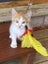 Edmund and Isaac. Dynamic duo Rescue Kittens Carousel 5
