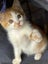 Edmund and Isaac. Dynamic duo Rescue Kittens Carousel 6
