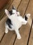 Edmund and Isaac. Dynamic duo Rescue Kittens Carousel 9