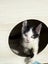 Edmund and Isaac. Dynamic duo Rescue Kittens Carousel 11