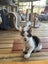 Edmund and Isaac. Dynamic duo Rescue Kittens Carousel 12