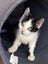 Edmund and Isaac. Dynamic duo Rescue Kittens Carousel 14