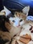 Sugar. Beautiful Rescue Kitten Carousel 1