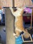 Edmund and Isaac. Dynamic duo Rescue Kittens Carousel 15